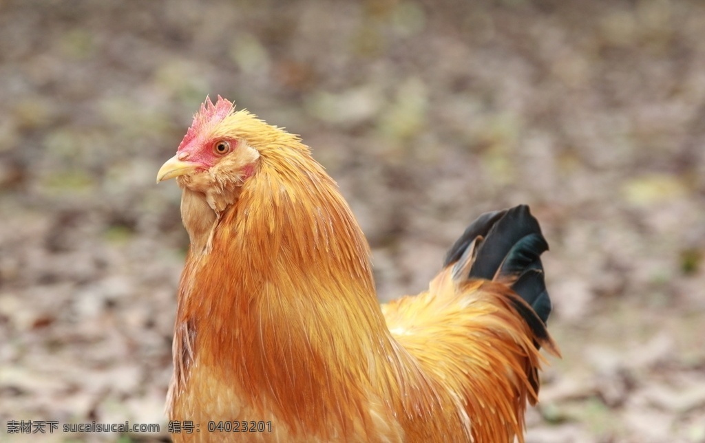 胡须鸡 走地鸡 土鸡 自养鸡 清远鸡 生物世界 家禽家畜