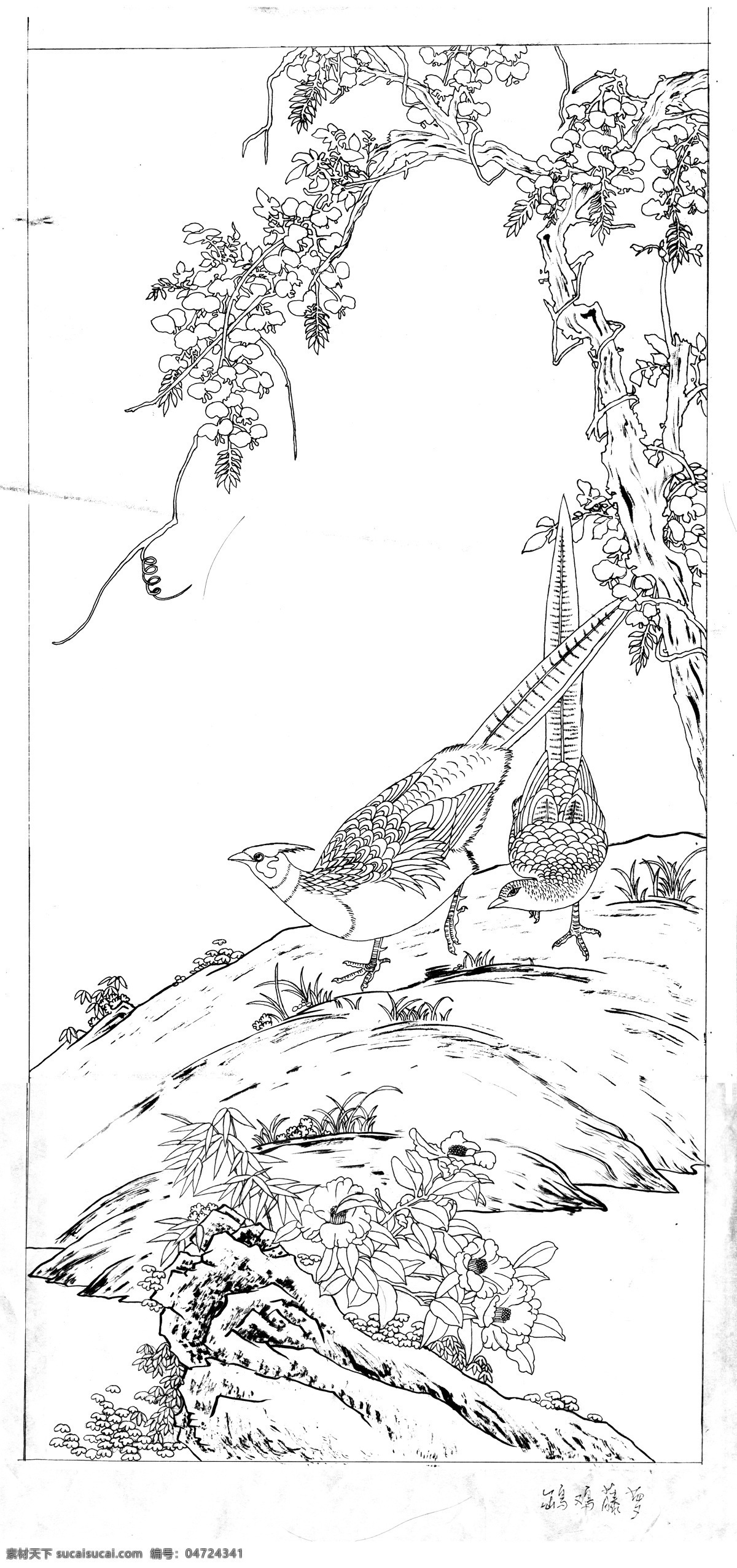 藤萝 锦鸡 白描 线 稿 图 线稿 传统文化 白描画 绘画书法 文化艺术
