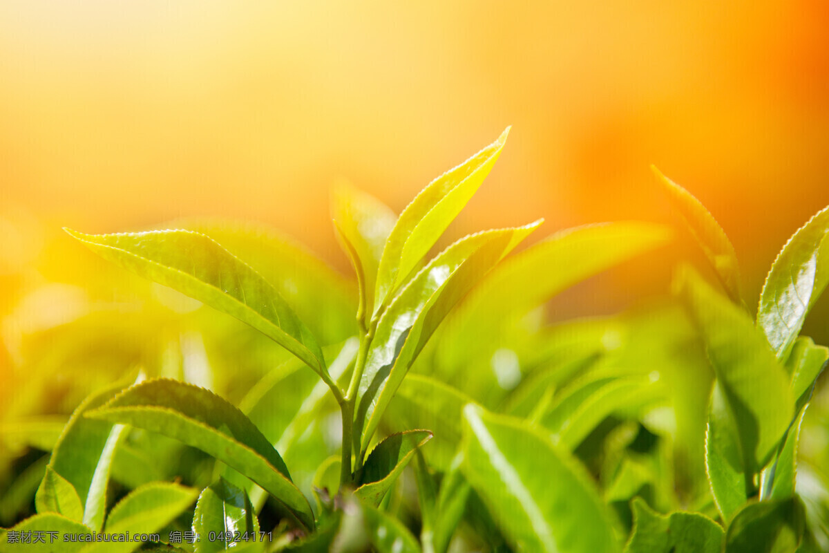 阳光 下 绿色植物 绿色 植物 绿叶 风景 风光 印度风光 自然风景 山水风景 风景图片