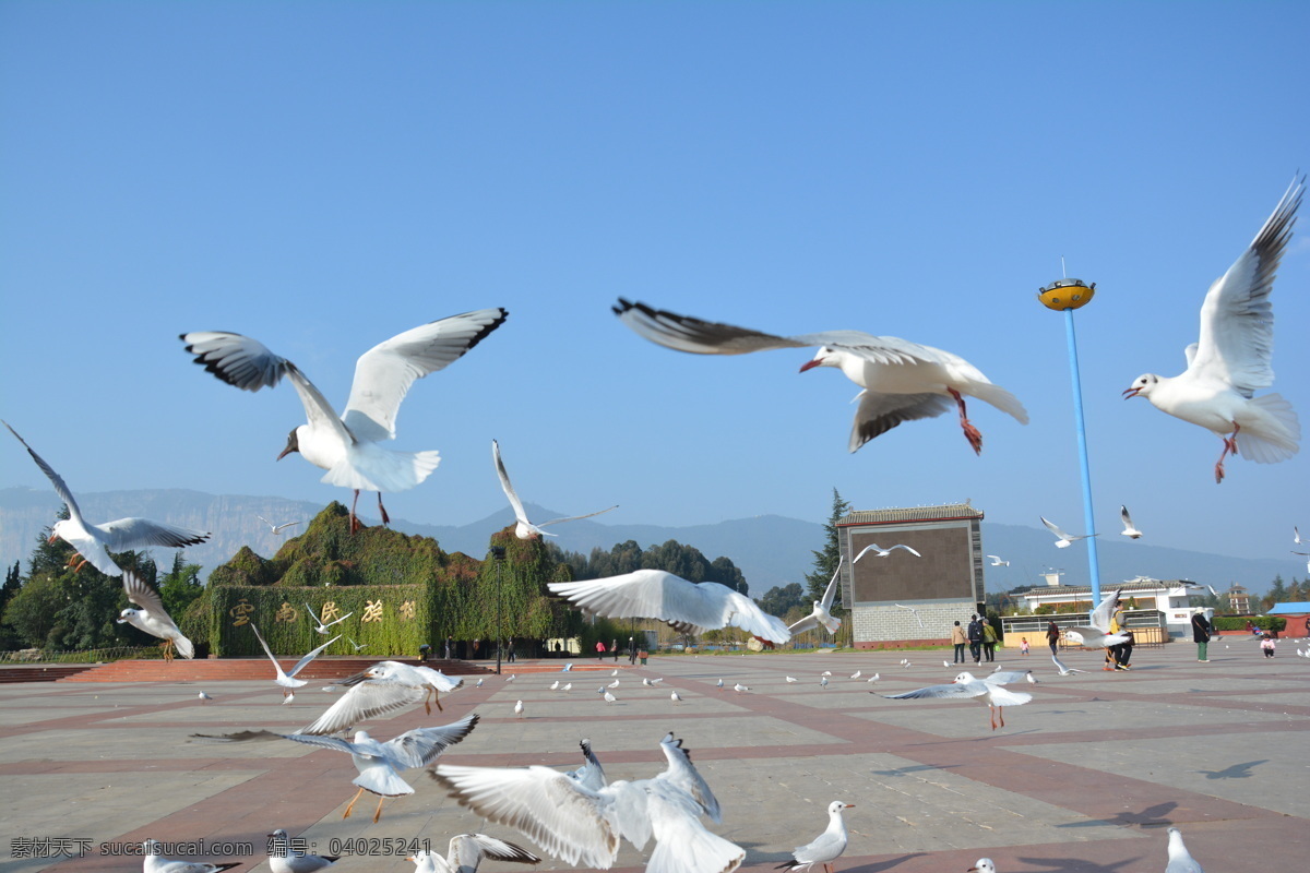 鸽子 广场 飞翔 展翅 追逐 鸟类 生物世界 云南旅游 民族广场 云南民族广场 旅游 自然景观 飞翔的鸽子 摄影图片