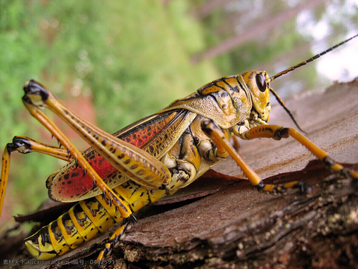 蝗虫 昆虫 生物 高清晰 生物世界 摄影图库
