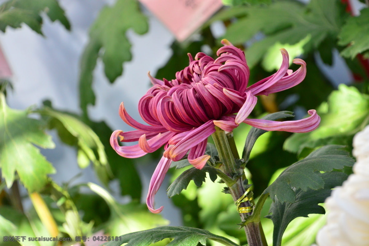 秋菊 观赏花卉 园艺 花卉素材 寿客 金英 黄华 陶菊 花卉 花儿 花草 花朵 花瓣 花蕊 菊菊花 生物世界