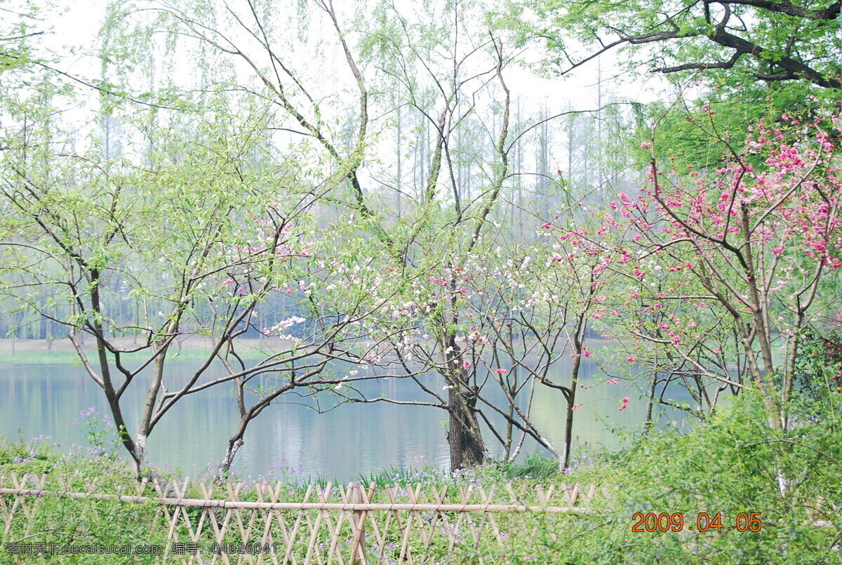 春天 绿色 春天绿色 风景名胜 桃花 西湖 自然景观 自然景 psd源文件