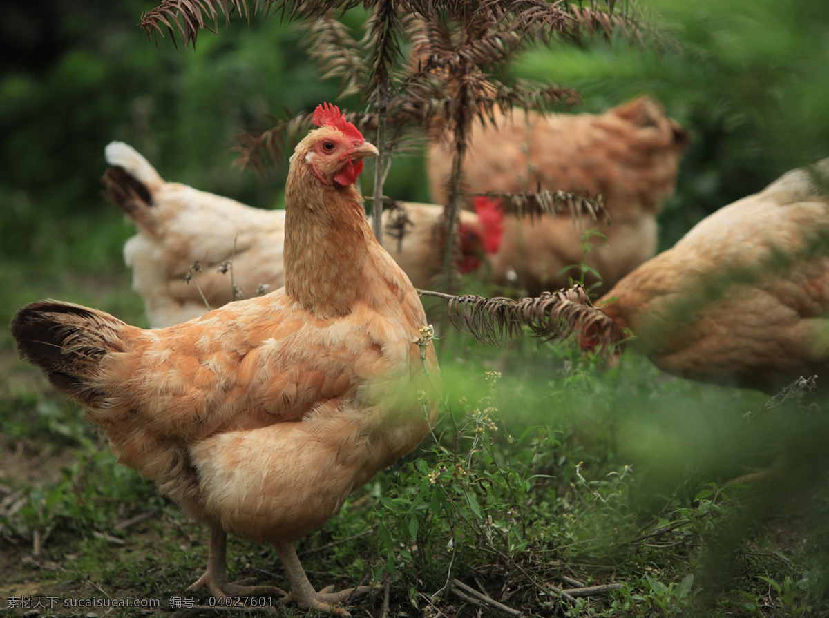 土鸡图片 土鸡 鸡肉 肉鸡 生鸡 生态 绿色 无污染 无公害 放养 生物世界 家禽家畜
