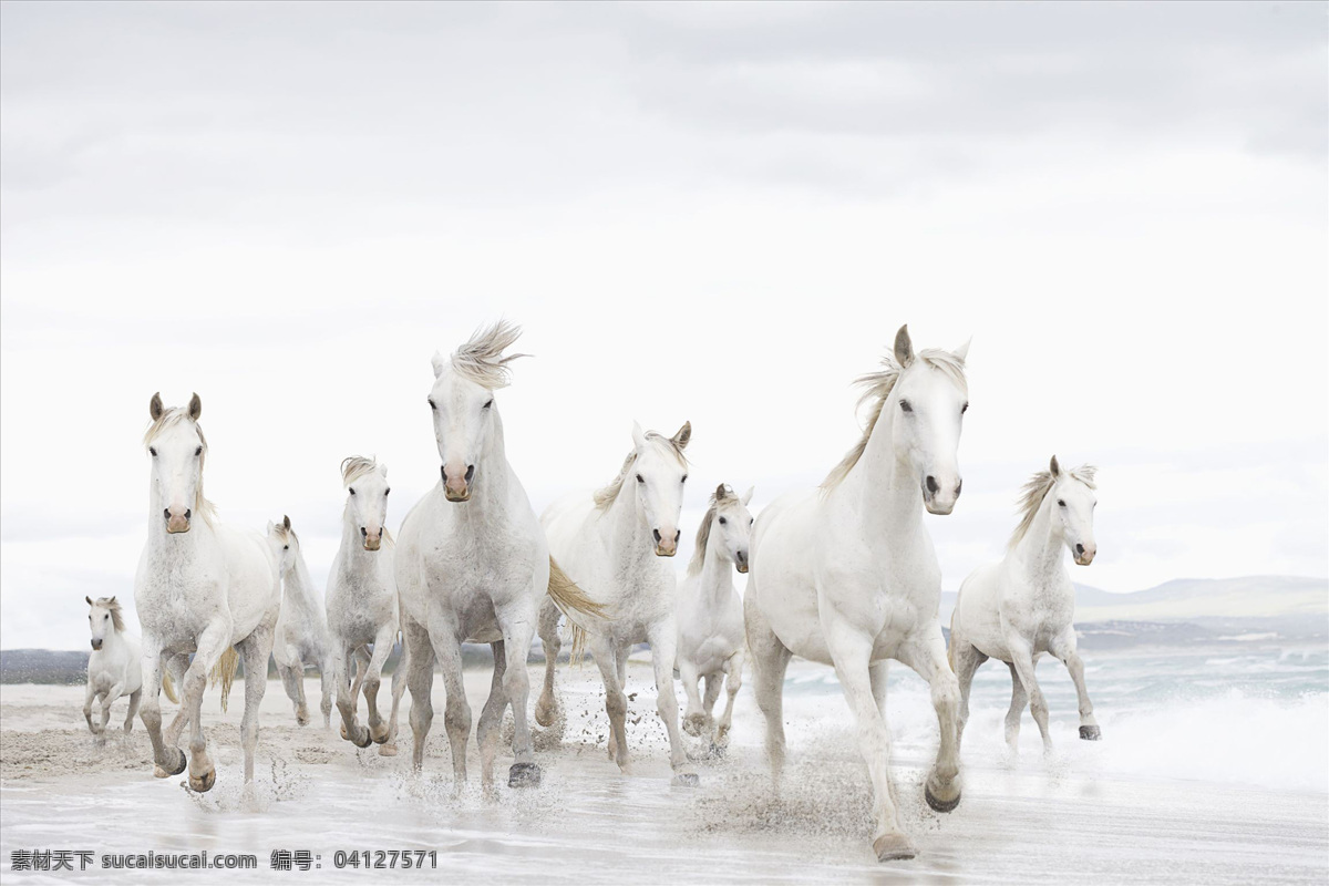 白马 马 狂奔 奔跑 速度 动物世界 野生动物 生物世界