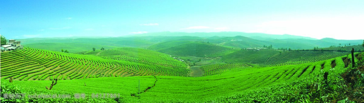 普洱茶乡 大度 岗 万亩 茶园 2004 年 摄 自然风景 自然景观