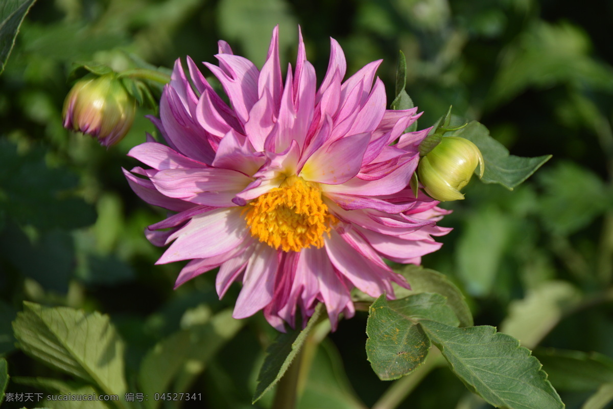 小丽花 小丽菊 矮型大丽花 花坛大丽花 花卉 花儿 花草 植物 园林绿化 绿化景观 小丽花大丽花 生物世界