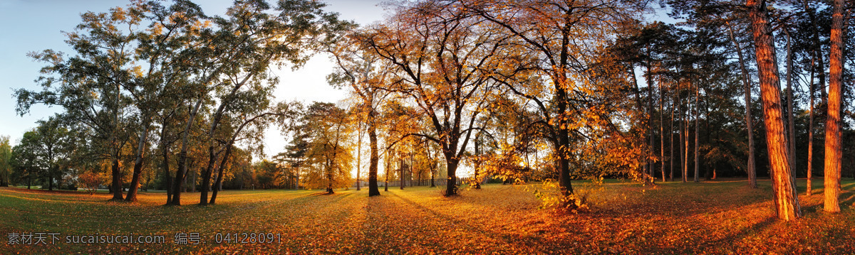 秋天 树林 巨幅 风景 巨幅风景 树林风景 秋天美景 秋季 树木风景 美丽风景 美丽景色 美景 自然风光 其他风光 风景图片