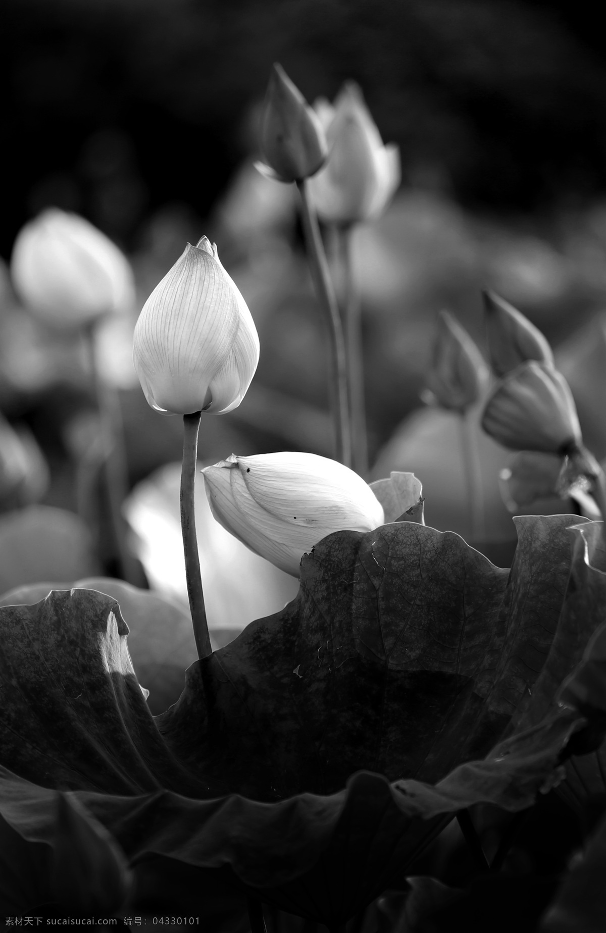 荷韵 荷花 花卉 黑白摄影 花卉摄影 黑白照片 生物世界 花草