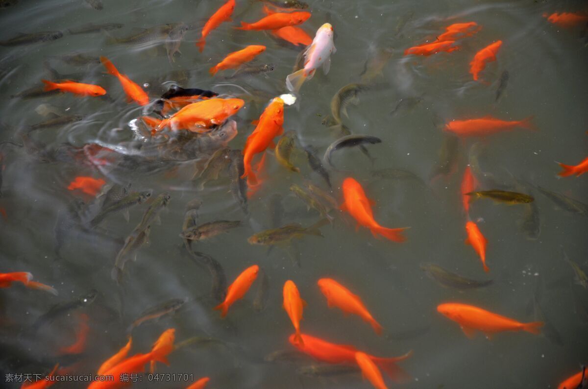 鱼水情 池塘 红金鱼 金鱼 生物世界 戏水 鱼类 争食 鲫鱼 池塘水