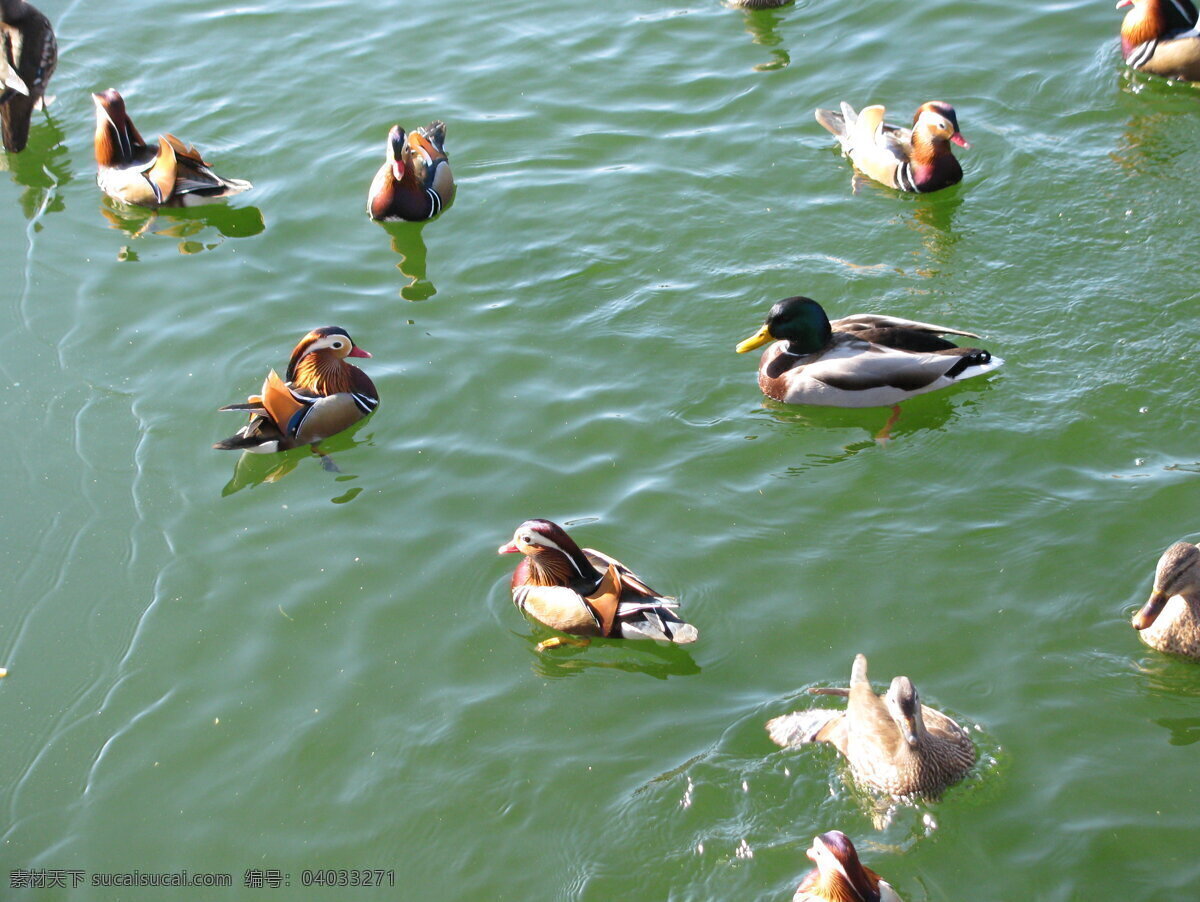 野鸭 鸳鸯 鸭子 冬天 动物 水禽 飞禽 鸟类 湖水 美丽北京 自然景观 动物世界 生物世界 野生动物 绿色