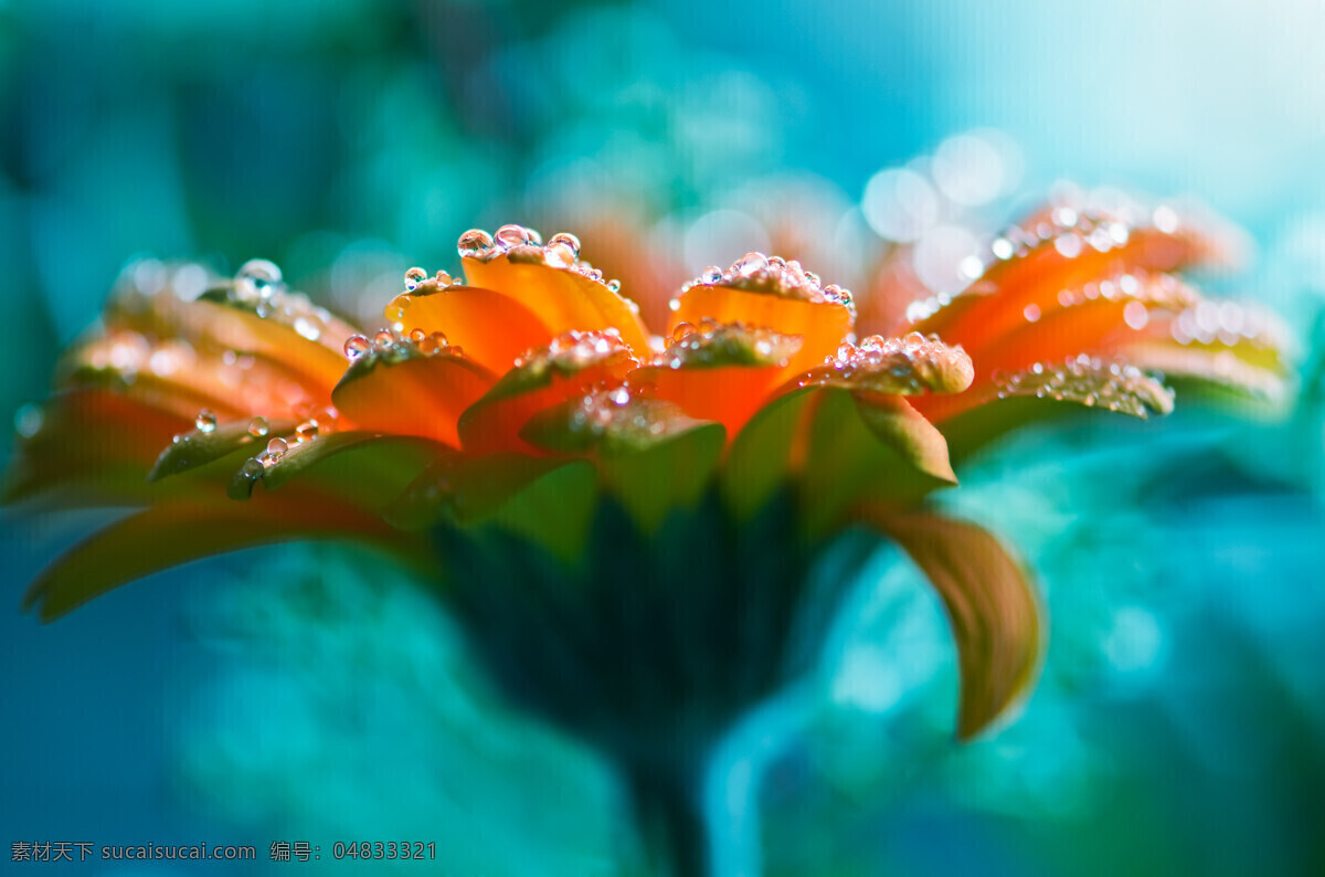 盛开的太阳花 花朵 太阳花 露水 花朵背景 鲜艳 蓝色背景 清晨 自然风景 自然景观 青色 天蓝色