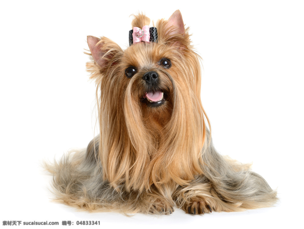 西施犬 萌狗狗 宠物 萌宠 家宠 可爱