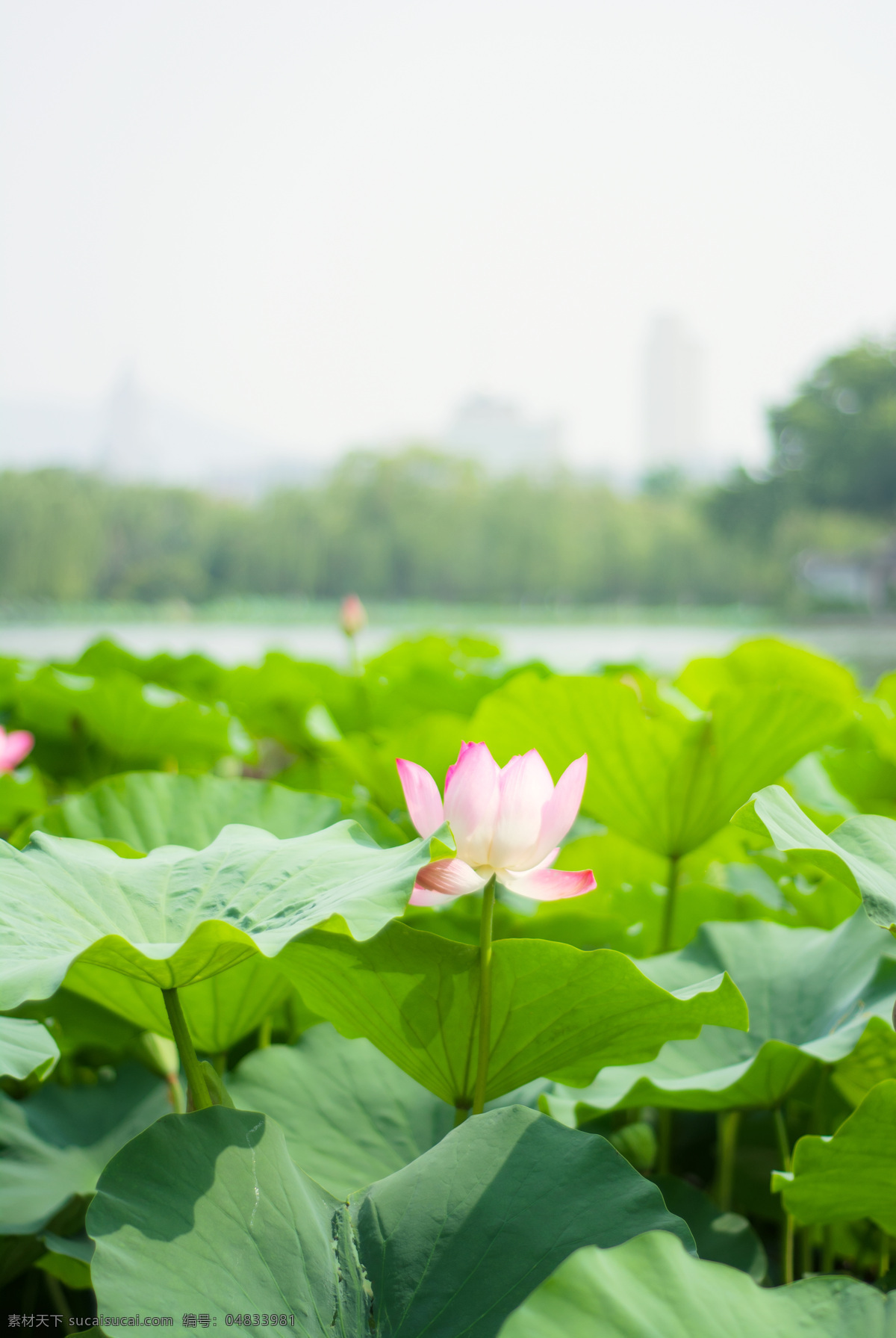 大明湖 荷花 特写 夏天 粉色 花朵 绿叶 湖畔 风景摄影 生物世界 花草