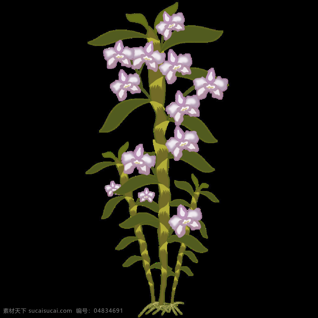 石斛免费下载 花 兰花 石斛 植物 自然 弗洛尔 植物区系 插画集