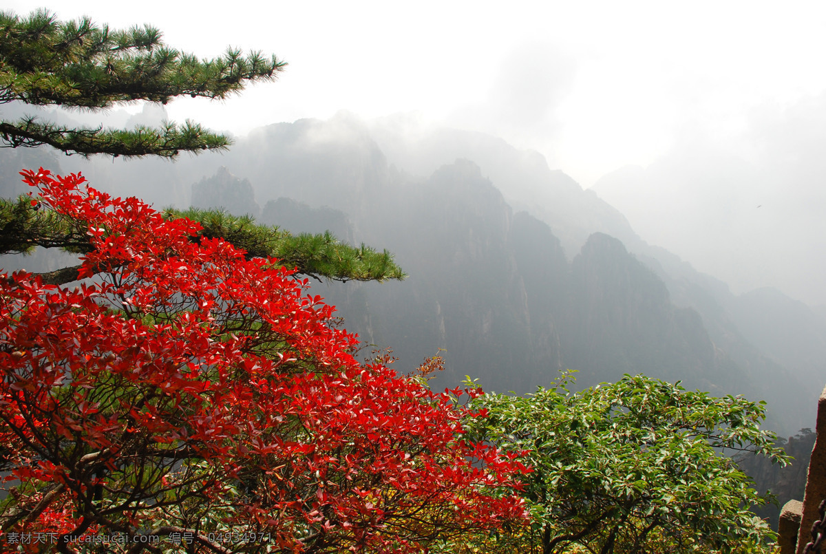 黄山秋色 黄山 秋色 黄山秋景 秋天的黄山 黄山红叶 山峦 红叶 山上景色 秋天 秋季山色 国内旅游 旅游摄影