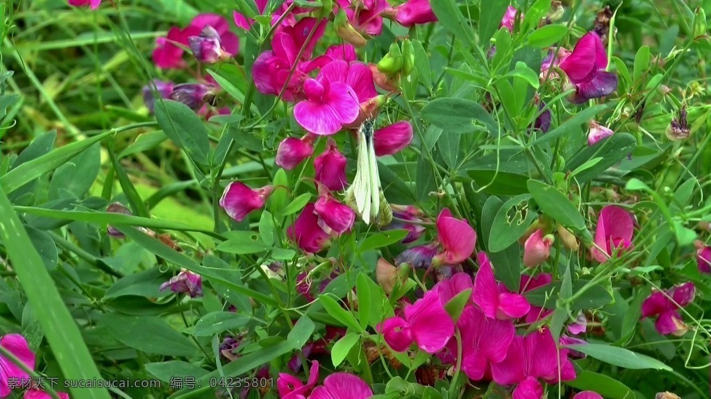视频背景 实拍视频 视频 视频素材 视频模版 实拍 花朵 花卉 花朵视频