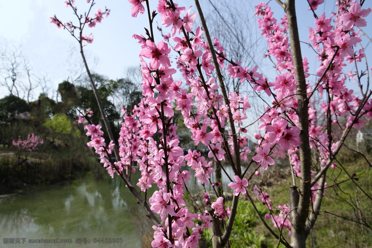 水边桃树 桃花 蓝天 桃花蓝天 桃花树 桃花枝 桃花林 桃花园 生物世界 花草