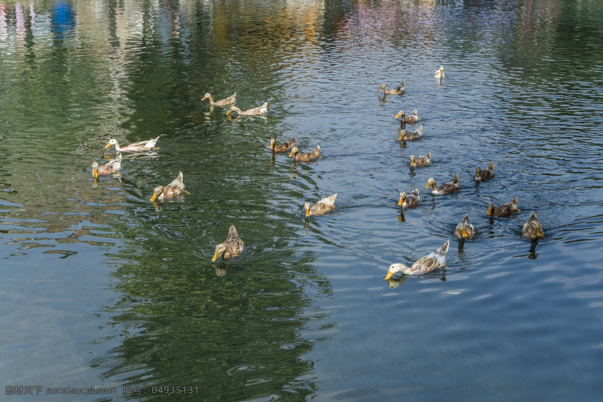 小鸭子 水鸭 麻鸭 鸭子 鸭 池塘里的鸭子 池塘 农村池塘 一群鸭子 一群鸭 鸭戏水 家禽家畜 生物世界