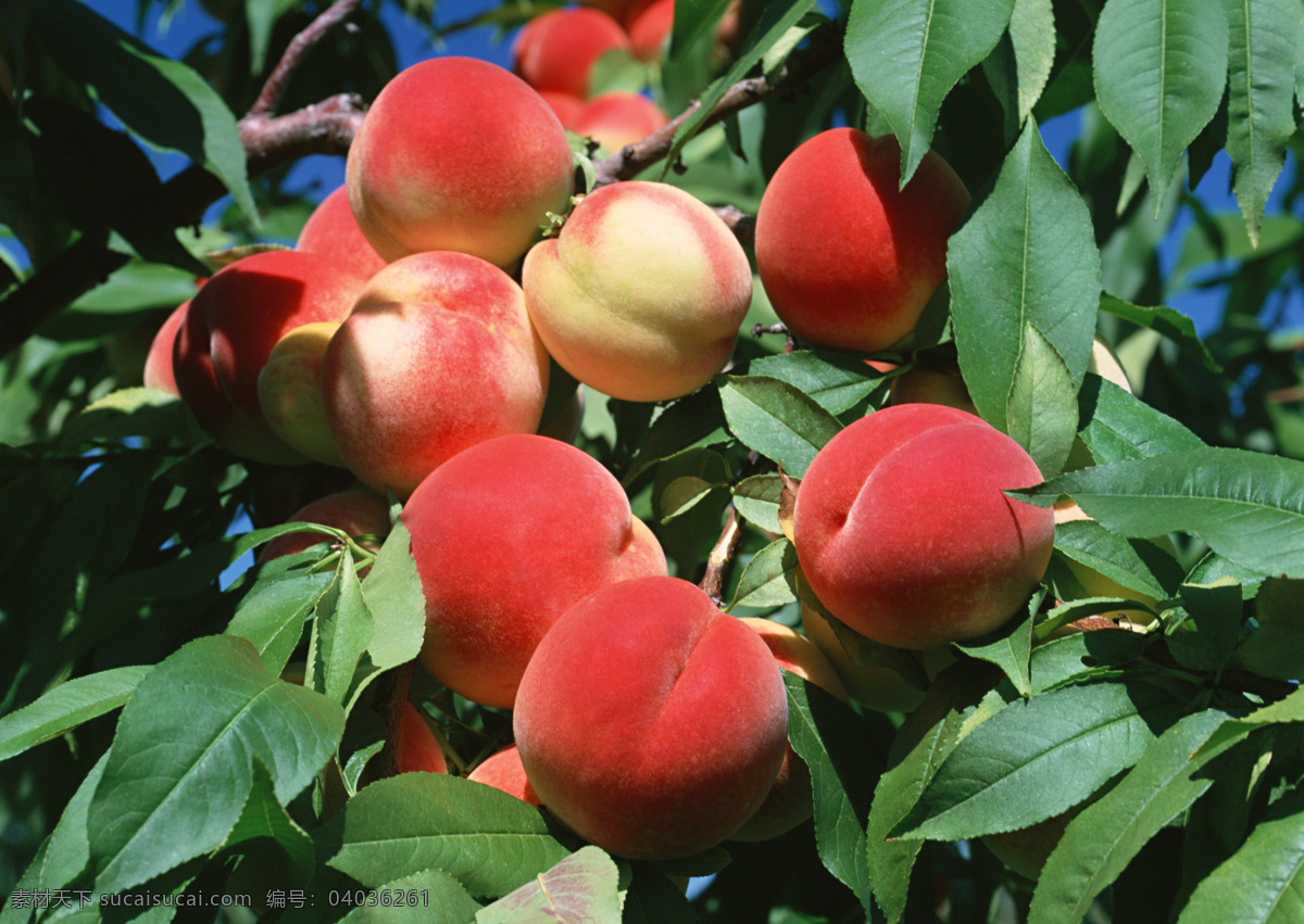 高清 水果 桃子 新鲜桃子 树上的桃子 风景 生活 旅游餐饮