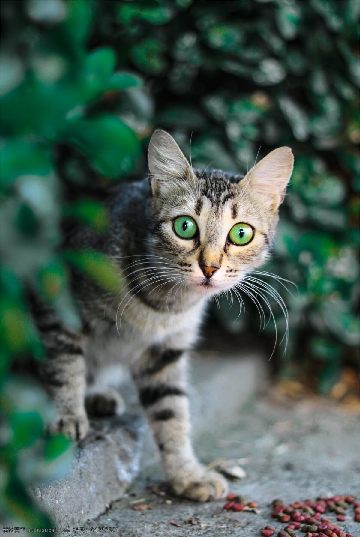 猫 可爱 呆萌 海报素材 活泼 背景 生物世界 其他生物