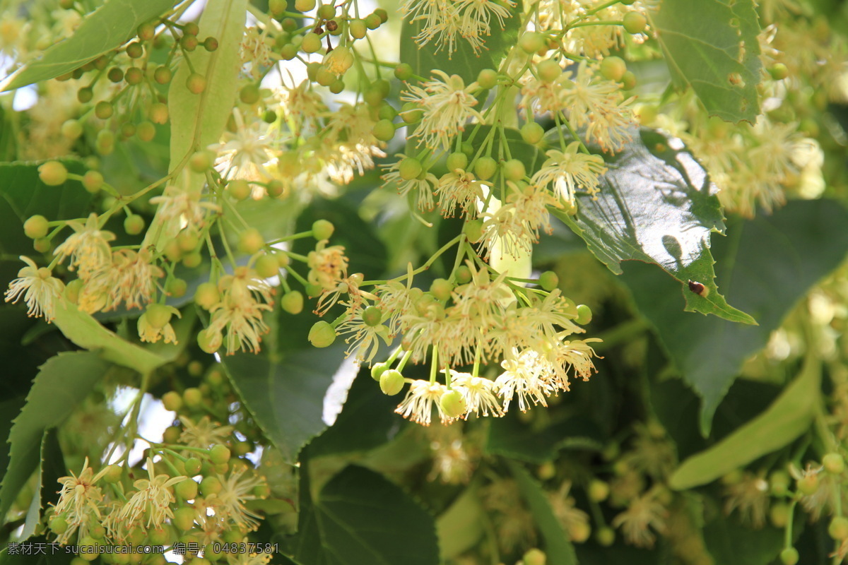 东北 长白山 吉林 集安 椴树花 紫椴花 椴树蜜 紫椴蜜 生物世界 树木树叶