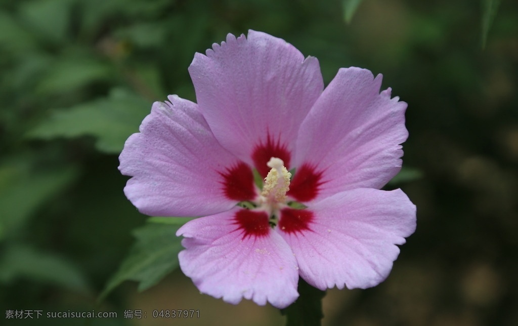 木槿 无穷花 花卉 花儿 花草 植物 园林绿化 绿化景观 装饰画 木槿木槿花 生物世界