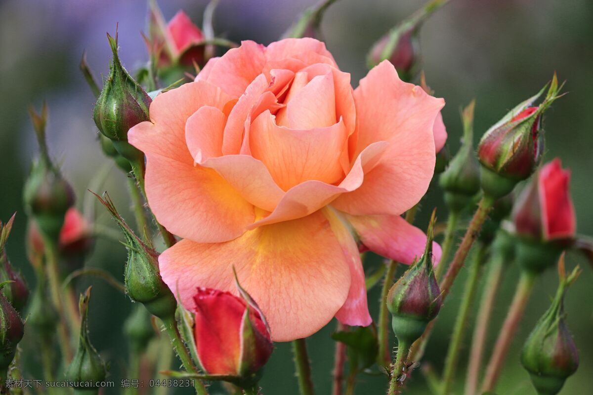 月季花 月季 蔷薇 鲜花 花卉 花之物语 花艺 园艺 园林 生物世界 花草