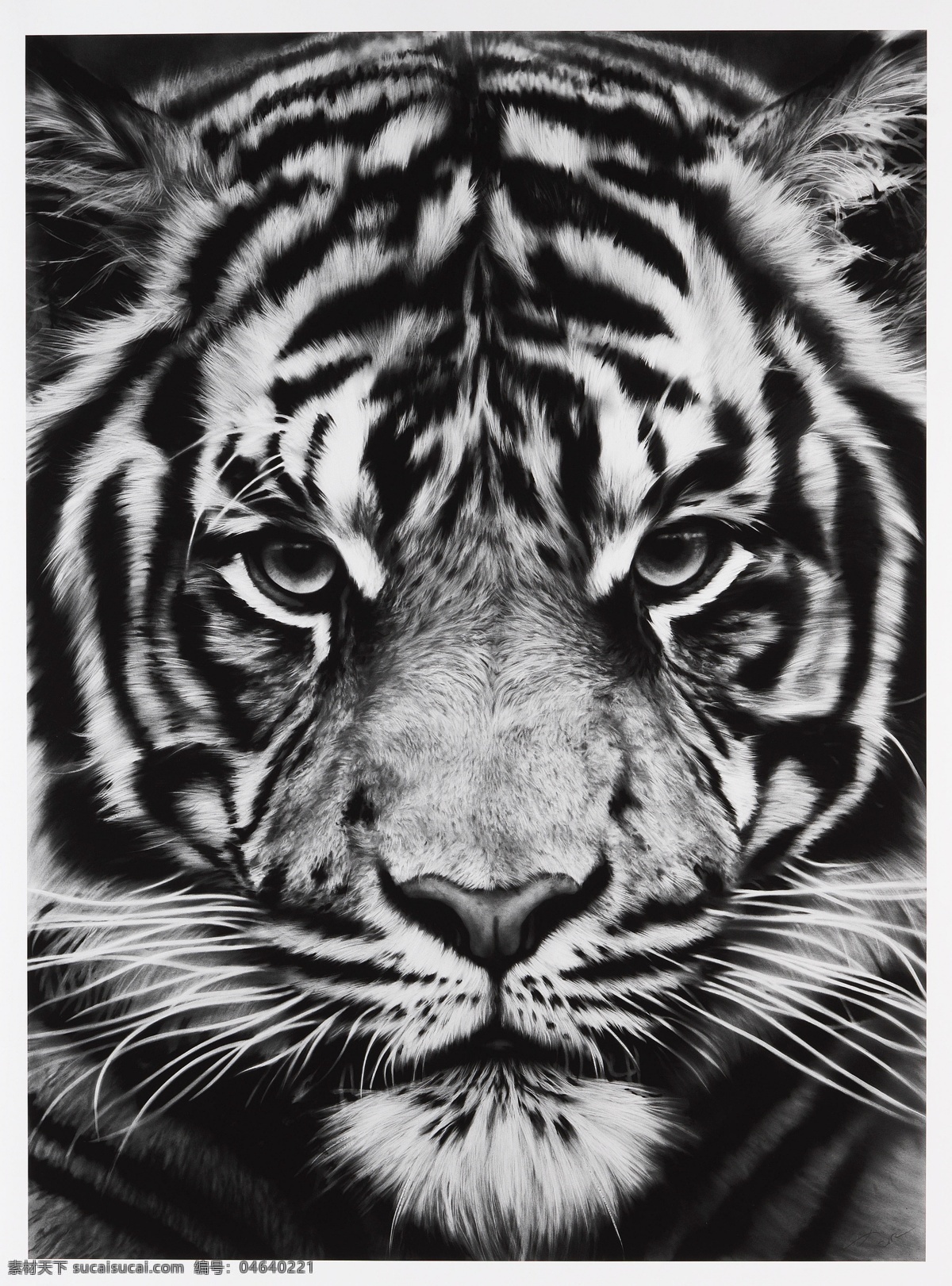 老虎 高清 黑白摄影 高清图片 野生动物 画芯 北欧装饰画 墙面装饰 无框画 丛林动物 装饰画 位图 生物世界