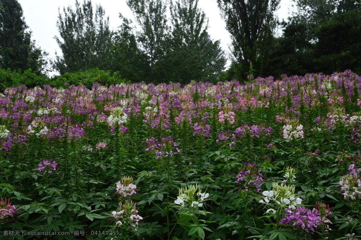 植物园风景 夏日植物园 小路 植物园美景 园林美景 绿树 树木 花草 园林景观 公园美景 园林风景 醉蝶花 西洋白花菜 凤蝶草 紫龙须 蜘蛛花 花卉 花朵 花瓣 草花 绿化景观 植物 花儿 花蕊 观赏花卉 建筑园林 园林建筑