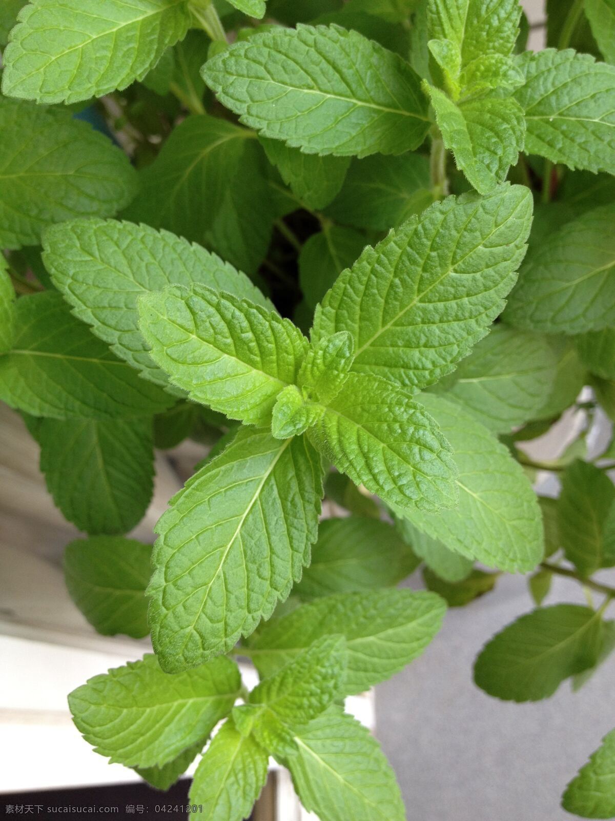 薄荷 薄荷叶 草本植物 草药 花草 花卉 绿色 绿叶 薄荷味 作料 香料 香料植物 味道 蘸水 蔬菜 野薄荷 夜息香 野芝麻亚科 留兰香 薄荷草 盆栽 中药 叶子 植物 生物世界 风景 生活 旅游餐饮