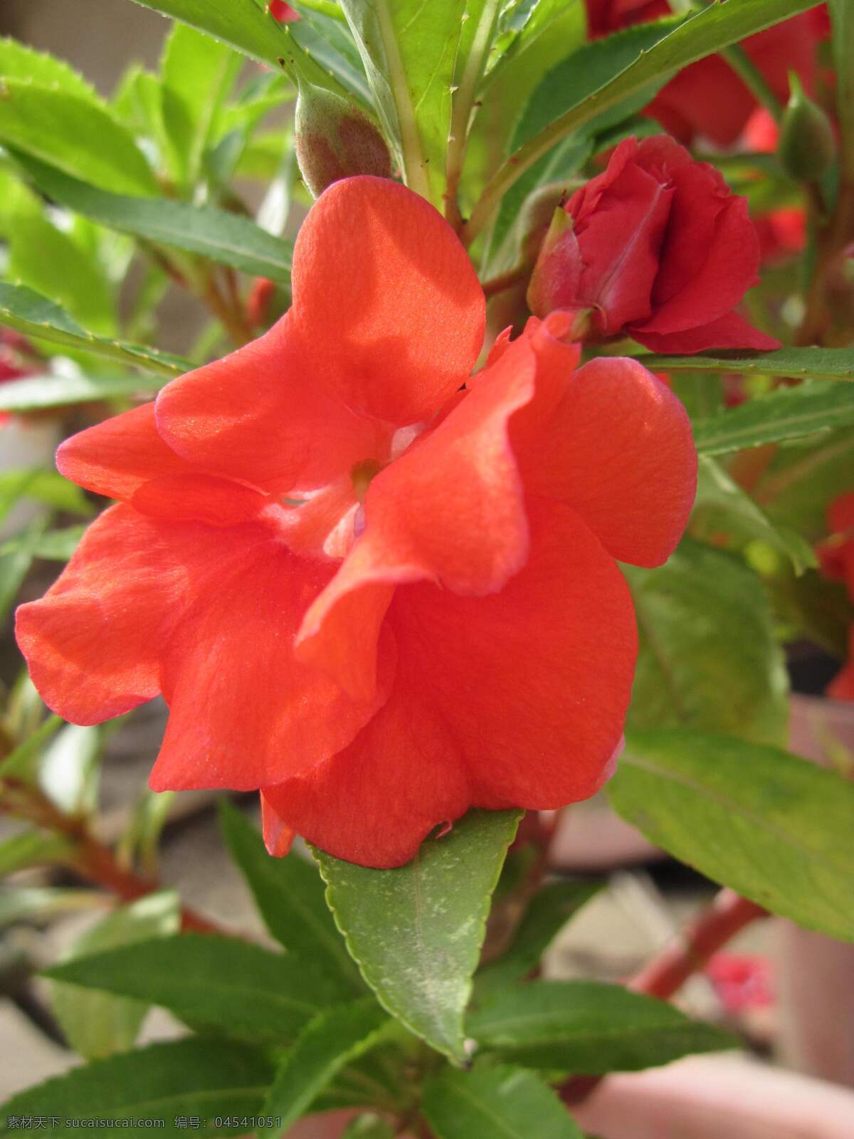 凤仙花 大红花 微距 花草 生物世界