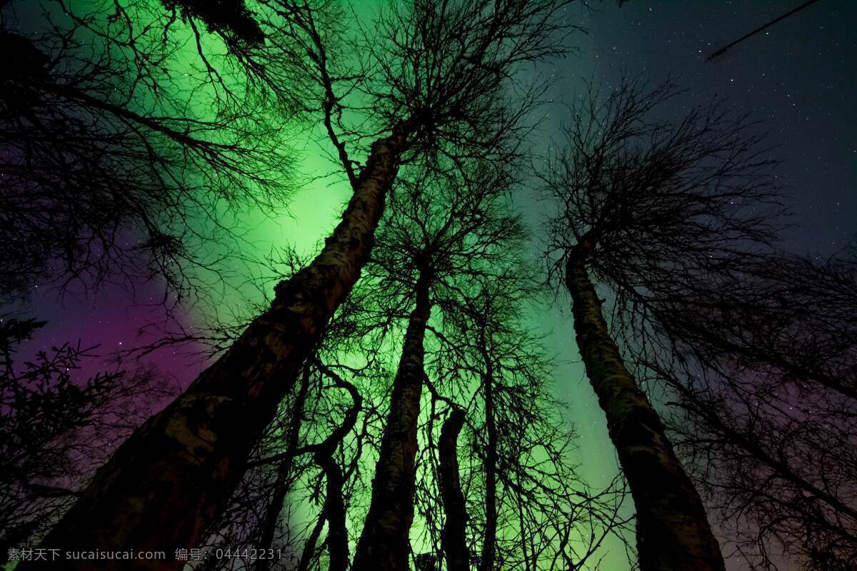 魔幻 星空 树干 宇宙 夜空 绿色星空极光 自然景观 自然风景