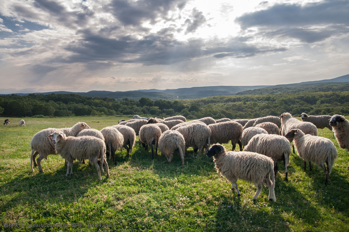 草地 上 一群 绵羊 上的 一群绵羊 远山 天空 云彩 家禽家畜 生物世界