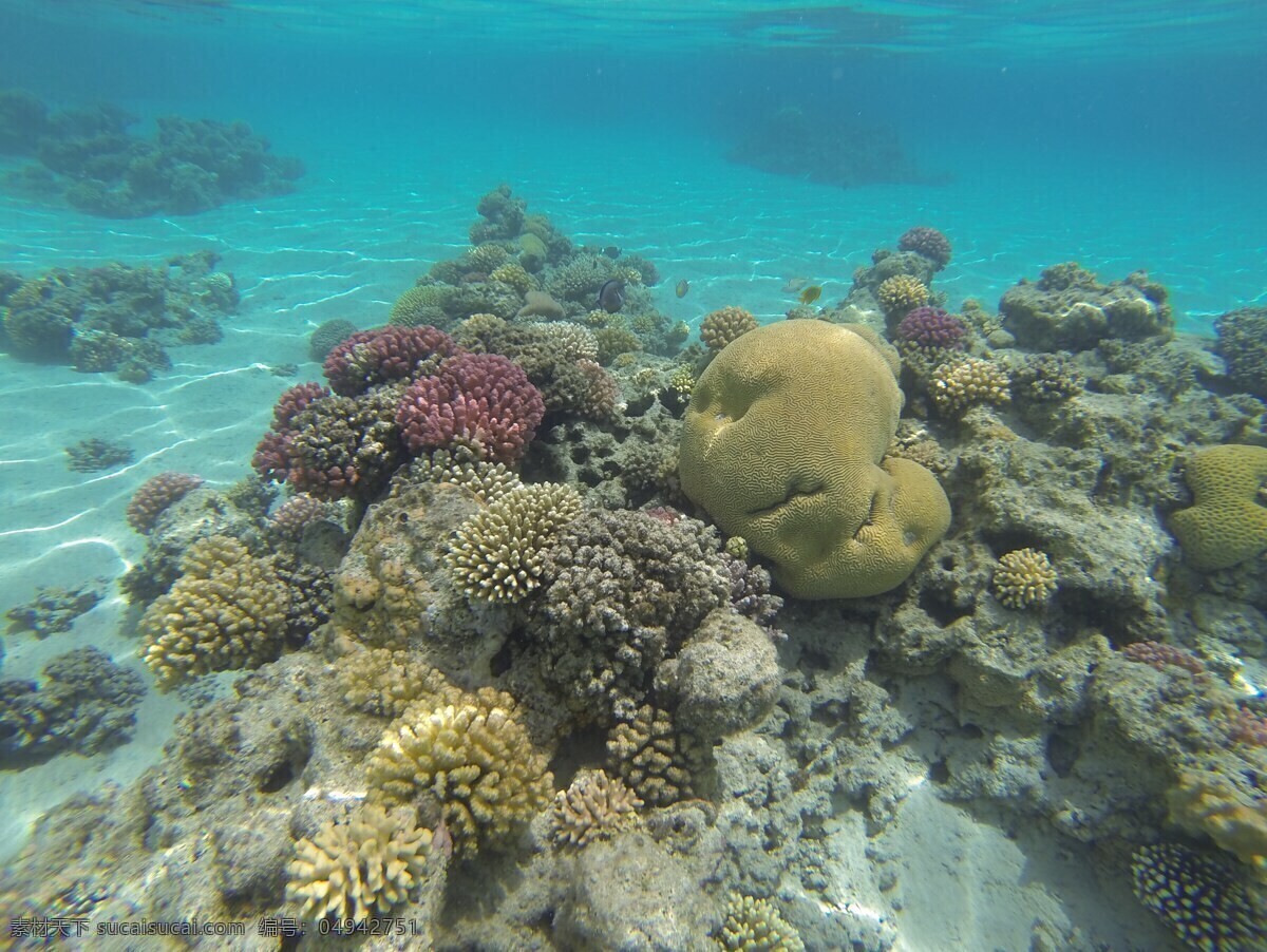 美丽 多姿 海底 珊瑚 美丽的珊瑚 海底珊瑚 海底世界 大海 生物世界 海洋生物