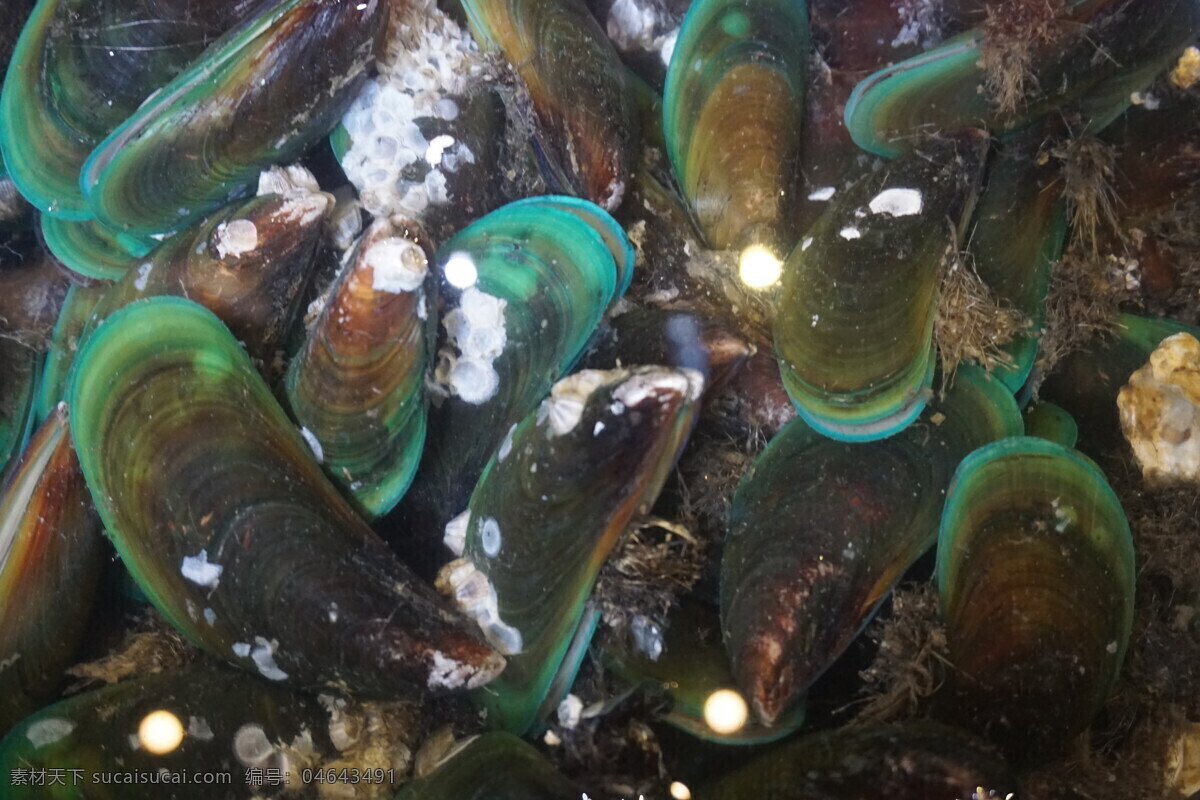 北海青口 青口 海虹 海鲜 鲜活 贝类 鲜活海鲜 餐饮美食 食物原料 美食照片