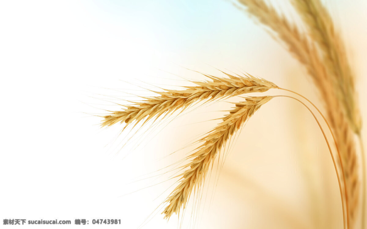 小麦免费下载 稻子 麦穗 农业 小麦 植物 风景 生活 旅游餐饮