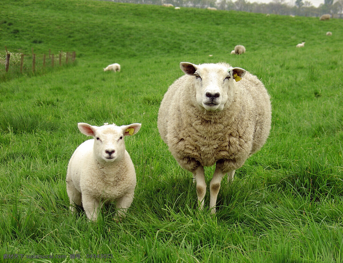 绵羊图片素材 绵羊 牧场 羊 羊群 动物世界 草原 摄影图 陆地动物 生物世界