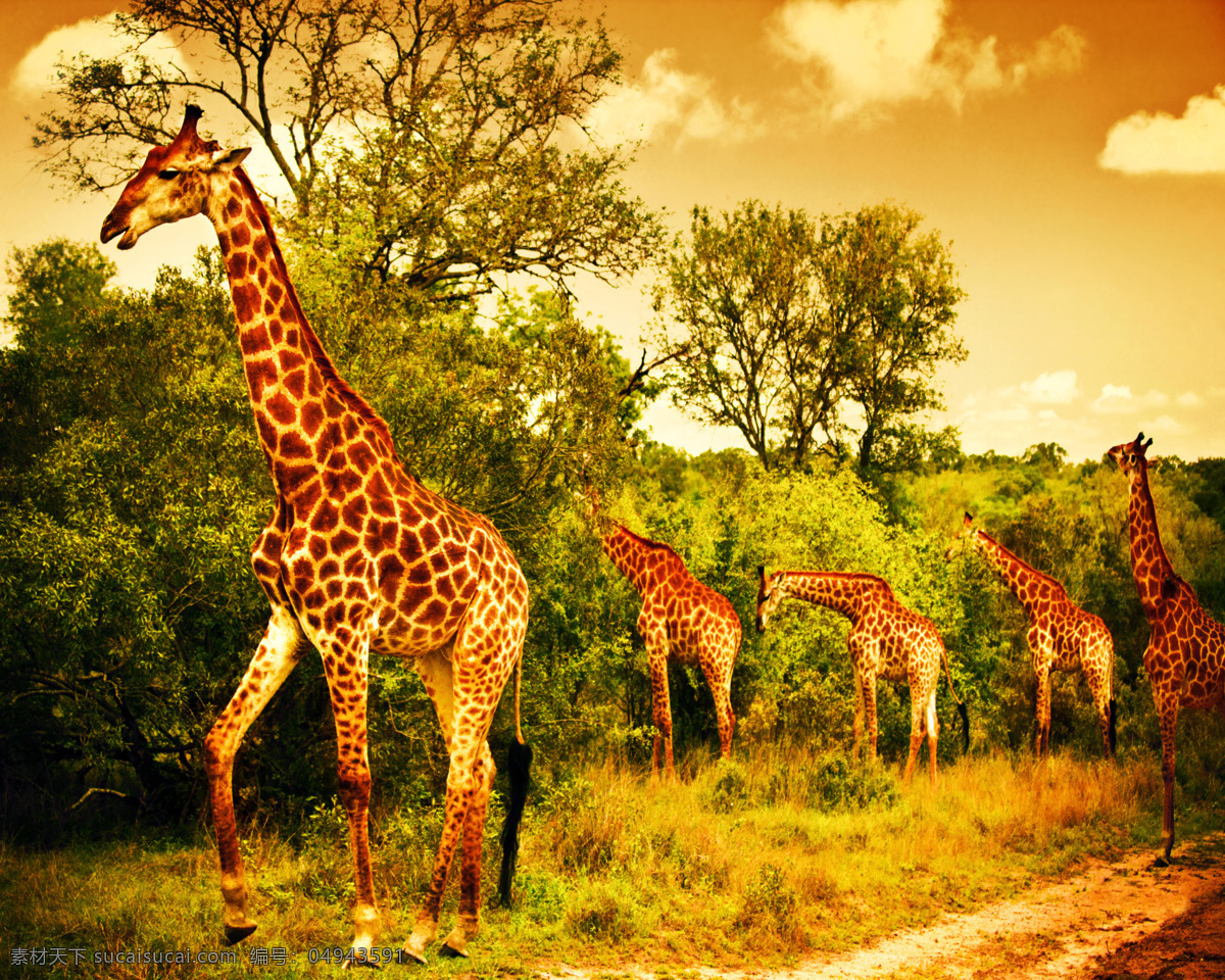 一群长颈鹿 一群 长颈鹿 鹿 动物 陆地动物 野生动物 动物世界 生物世界 黄色