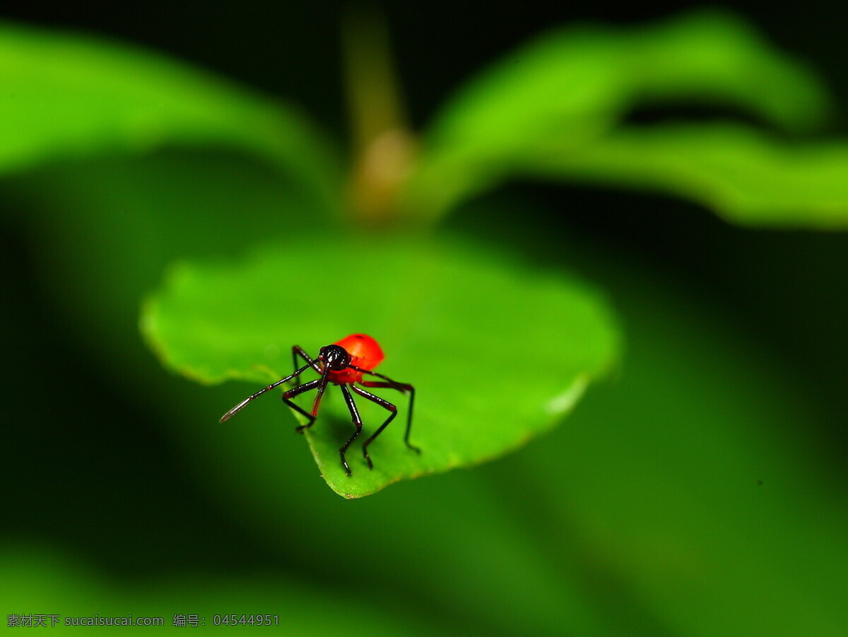 红色 昆虫 绿色 七星瓢虫 生物 生物世界 水滴 七星 瓢虫 叶子 特写 植物 害虫 psd源文件