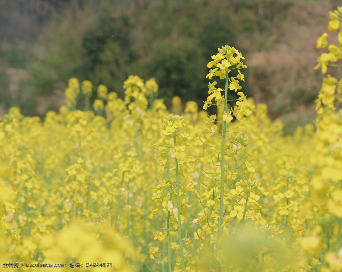 油菜花 花 美花 风景 植物 生物世界 花草