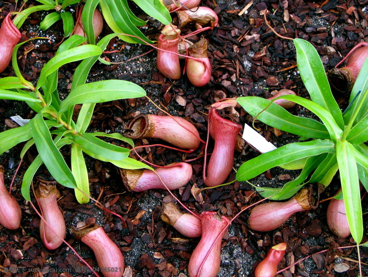 猪笼草 食虫植物 热带植物 生物世界 花草 摄影图库