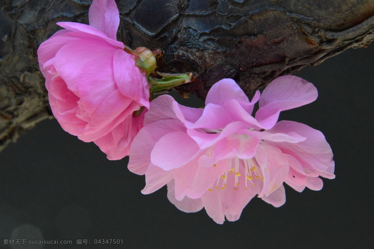 榆叶梅 观赏花卉 花骨朵 榆梅 小桃红 春芽 花苞 梅花 春天 花卉 树枝 自然景观 绿化景观 榆叶梅腊梅 生物世界 花草