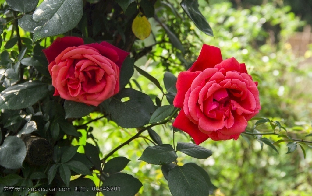 红色玫瑰花 园林花卉 玫瑰花园 玫瑰花 玫瑰花公园 红玫瑰花 红玫瑰 玫瑰月季 生物世界 花草