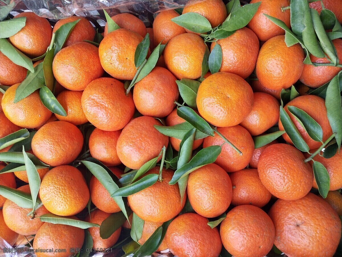 黄橘子 柑橘 橘子 桔子 薄皮橘子 红 黄 水果 新鲜橘子 新鲜桔子 新鲜柑橘 新鲜柑子 食品摄影 生物世界