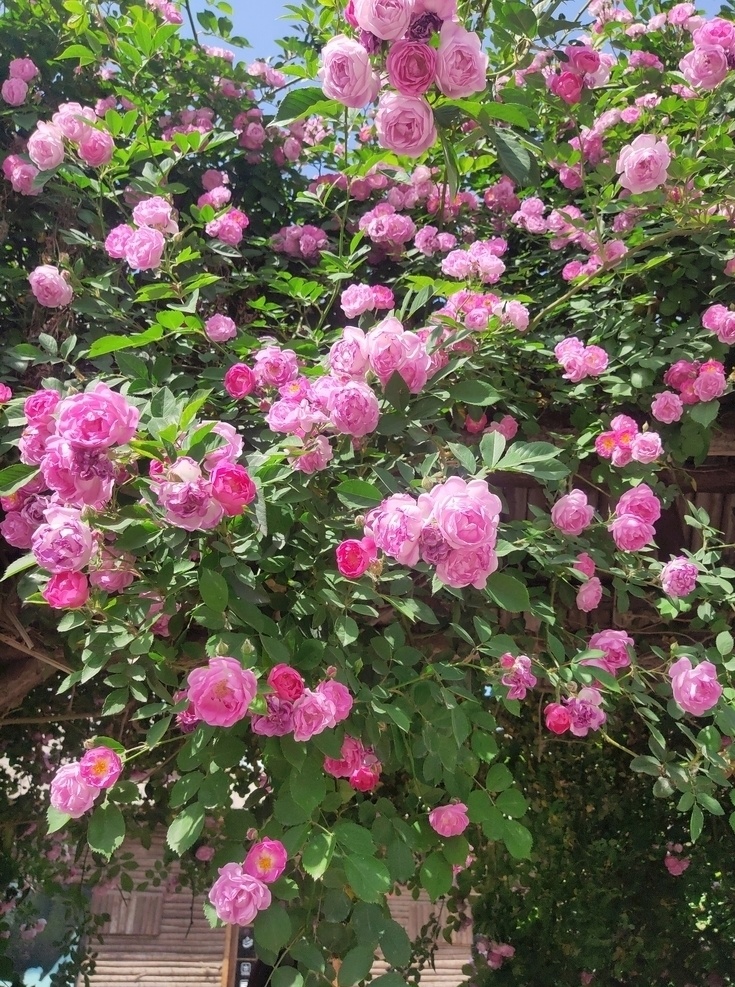 蔷薇 欧月 爬藤月季 春天的花 洛阳 自然景观 自然风景