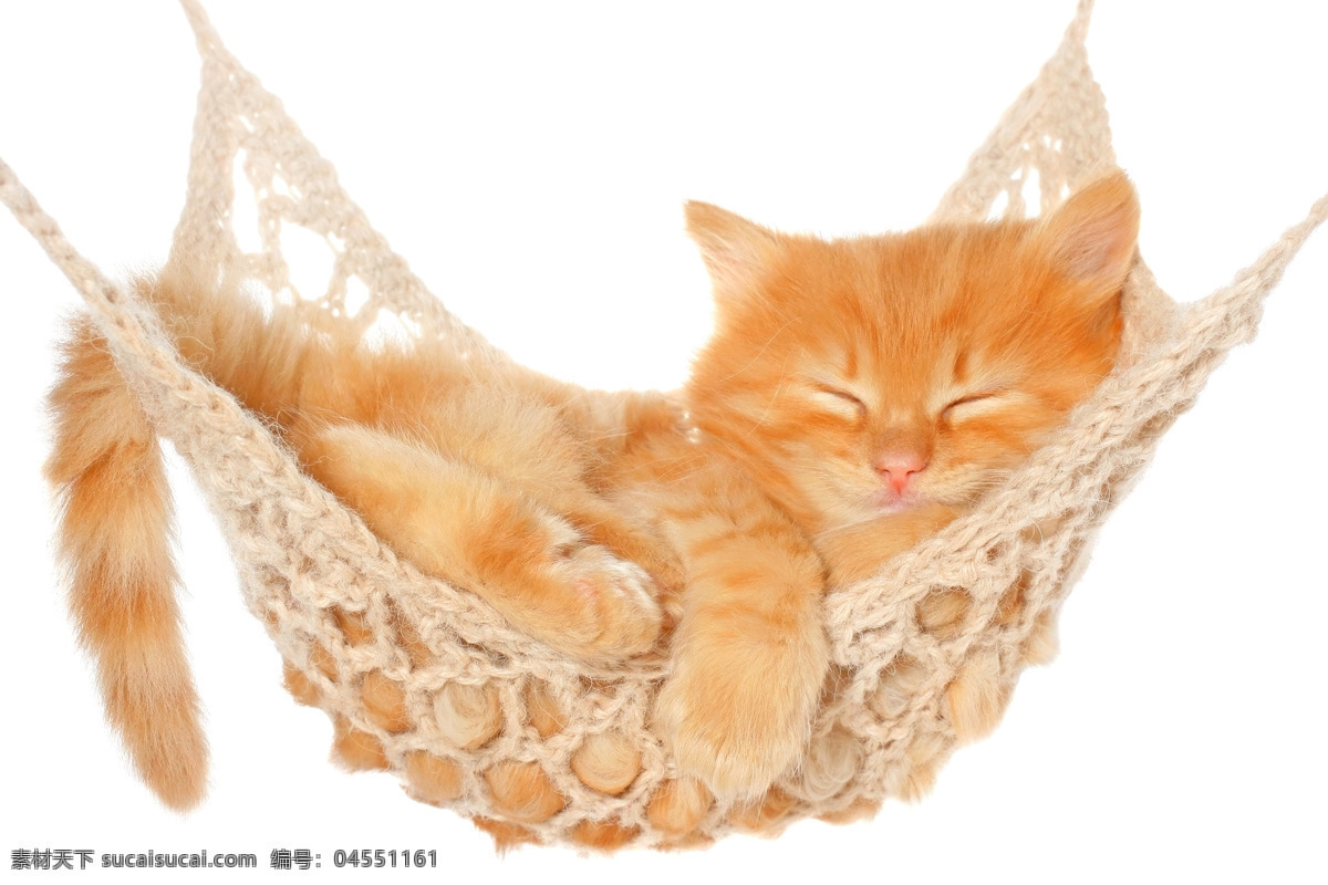 小花猫的 小花猫 可爱 睡觉 吊绳床 吊床 睡姿