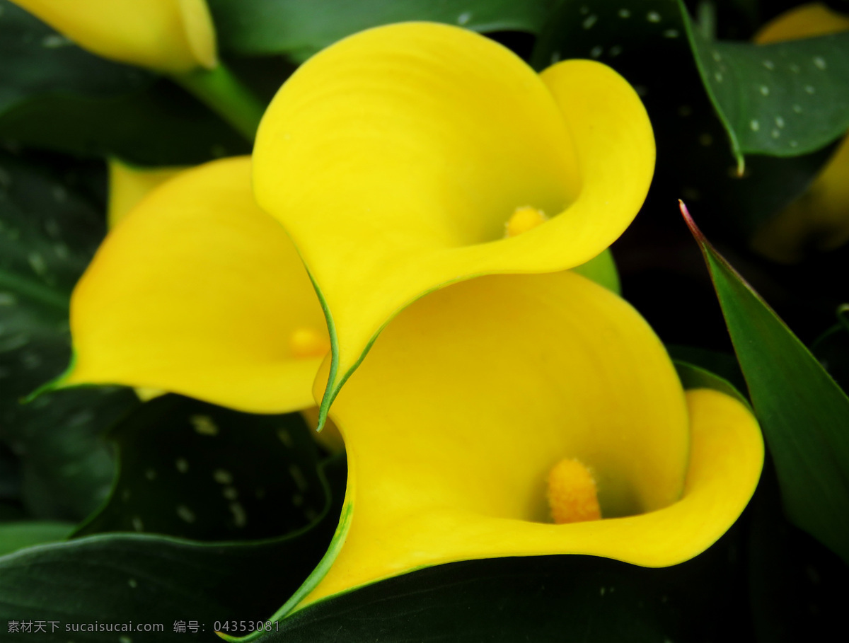 马蹄莲 植物 花 黄色 被子植物门 药用 生物世界 花草