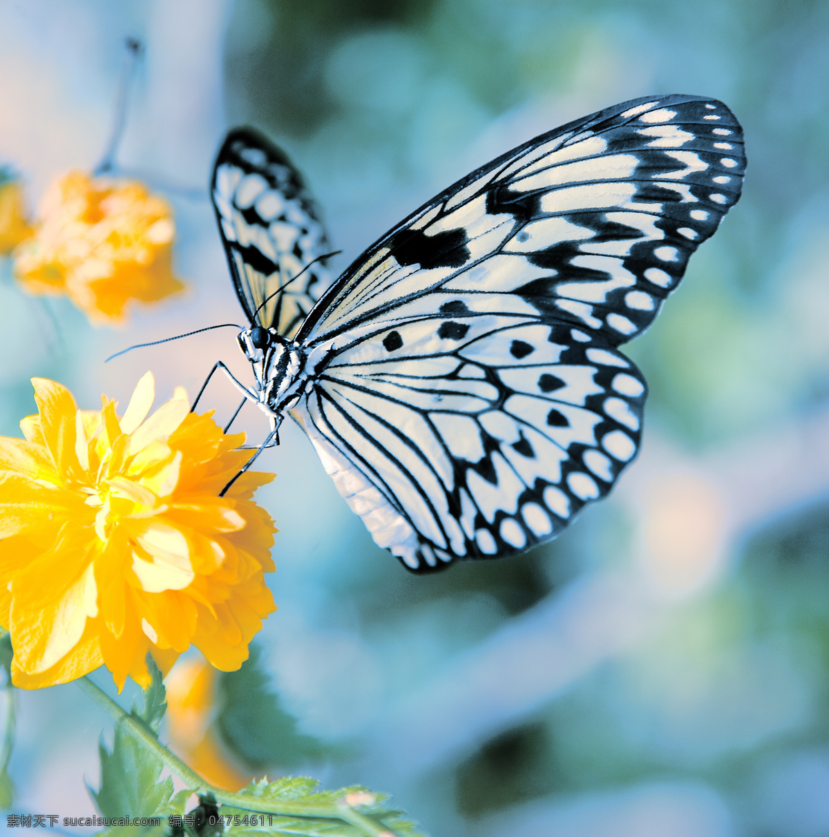美丽 蝴蝶 昆虫 动物 美丽蝴蝶 采蜜 鲜花 昆虫世界 生物世界