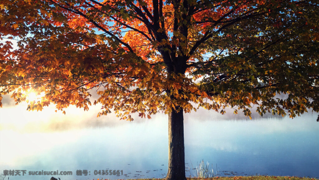 秋季 户外 夕阳 下 晃动 树 高清 视频 晃动的树 风景